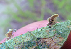 Coleophora colutella