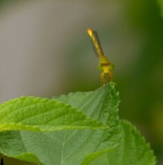 Ceriagrion coromandelianum