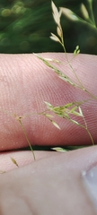 Agrostis
