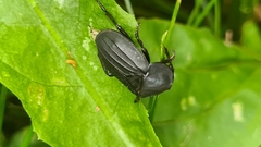 Silpha tristis