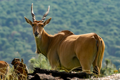 Tragelaphus oryx livingstonii