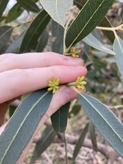Eucalyptus todtiana