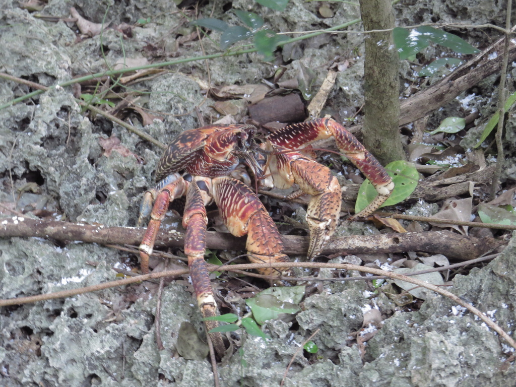 Robber crab on rough coral rock with bent legs and large claws, in daylight