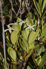 Ixora dzumacensis