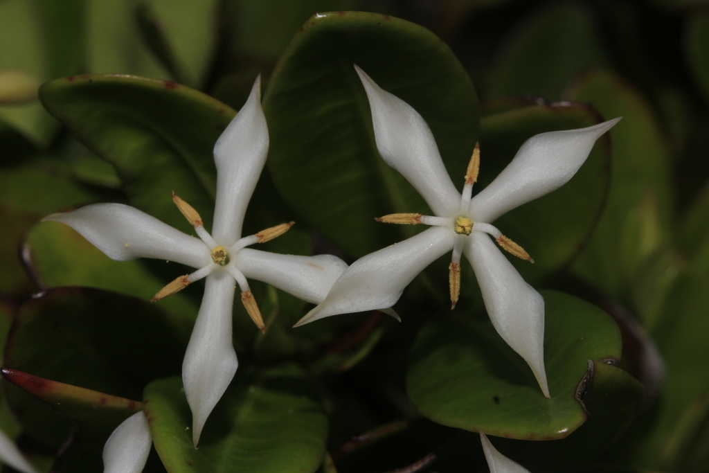 Ixora dzumacensis