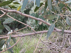 Eucalyptus todtiana