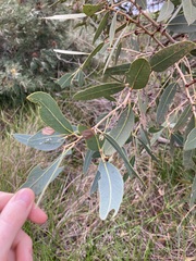 Eucalyptus todtiana