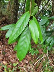 Castanopsis kawakamii