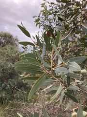 Eucalyptus todtiana