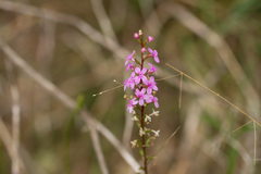 Stylidium graminifolium