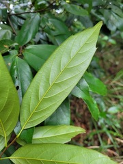 Castanopsis kawakamii