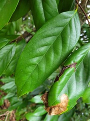 Castanopsis kawakamii