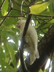 Cacatua goffiniana