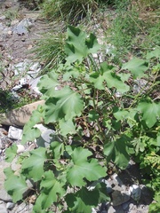 Xanthium orientale riparium