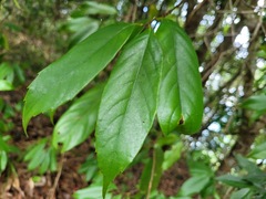Castanopsis kawakamii