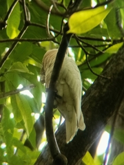 Cacatua goffiniana