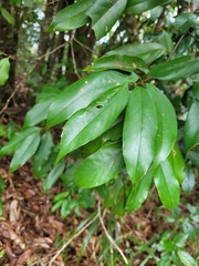 Castanopsis kawakamii