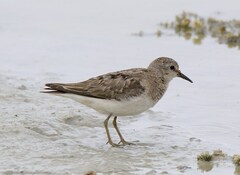 Calidris temminckii