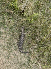 Tiliqua scincoides