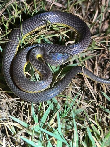 Degen’s Herald Snake