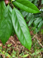 Castanopsis kawakamii