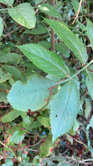 Sambucus nigra