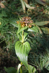 Gentiana punctata