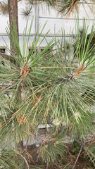 Pinus