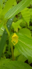 Impatiens dalzellii