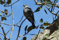 Lopholaimus antarcticus