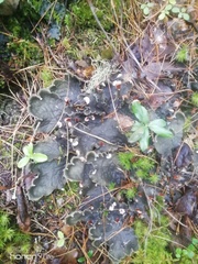 Peltigera aphthosa