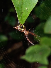 Micrathena sagittata