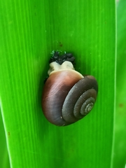 Quantula striata