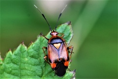 Deraeocoris ruber