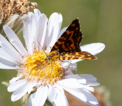 Chrysolarentia chrysocyma