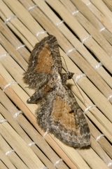 Eupithecia icterata