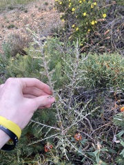 Leptospermum spinescens