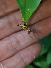 Micrathena sagittata