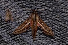 Hippotion celerio