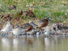 Calidris ferruginea