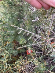 Leptospermum spinescens