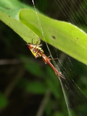 Micrathena sagittata