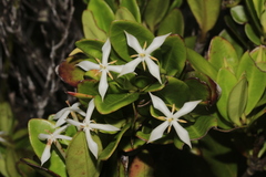 Ixora dzumacensis