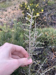 Leptospermum spinescens