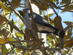 Lopholaimus antarcticus