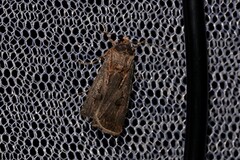 Agrotis