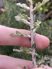 Leptospermum spinescens