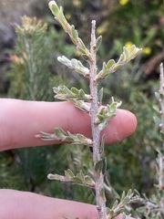 Leptospermum spinescens