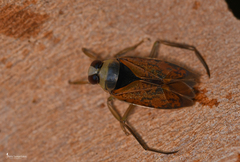 Notonecta maculata