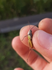 Chorthippus biguttulus